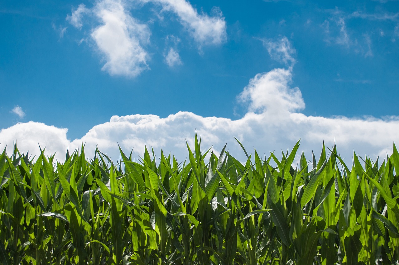 Fermierii cer menţinerea facilităţilor pentru angajaţii din agricultură