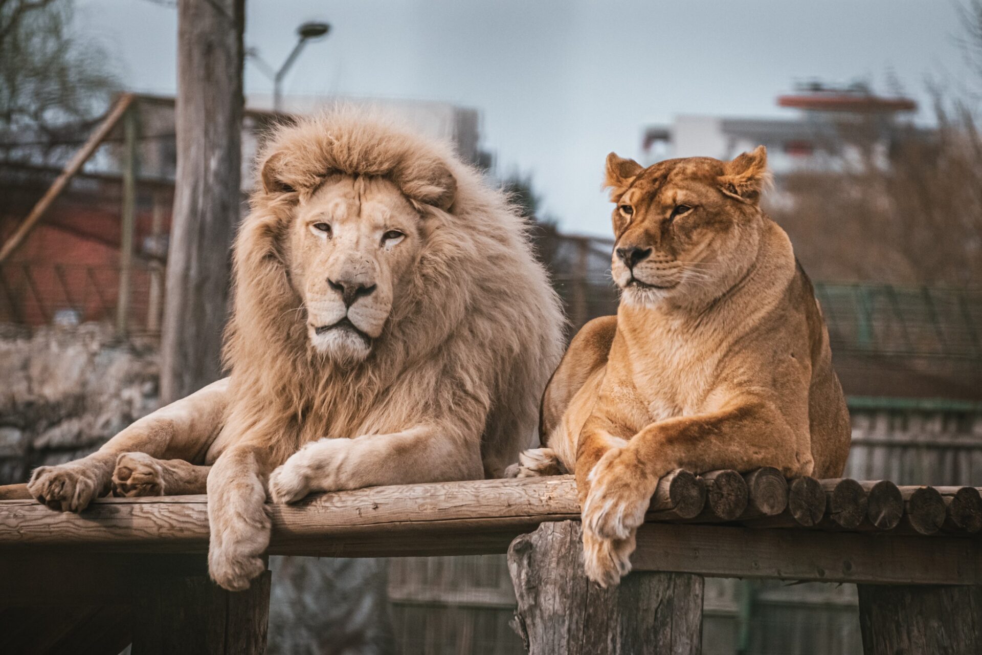 Primăria Oradea a stabilit unde va muta Grădina Zoologică pentru a construi un nou stadion | Bihoreanul